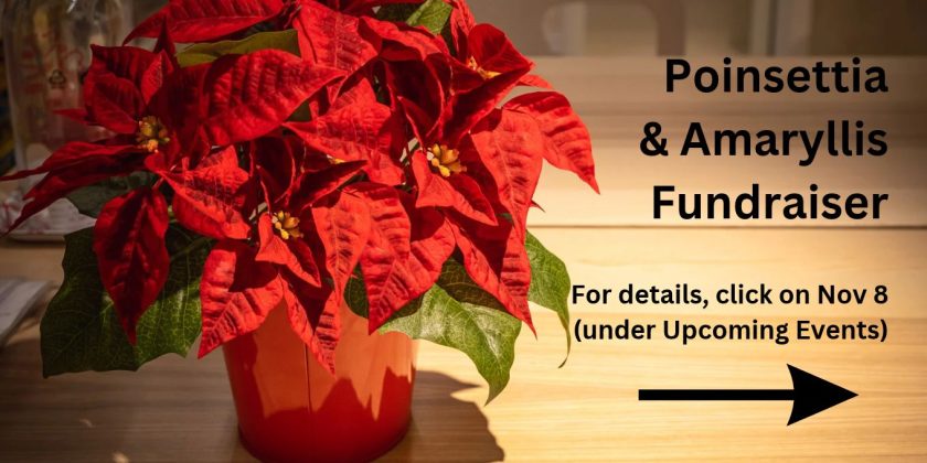 poinsettias